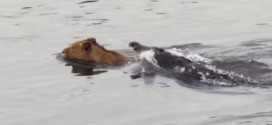 Hungry Crocodile attacks lion crossing his river (Video)