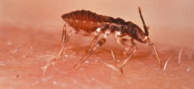 Kissing Bug Spreading Tropical Disease In U.S. (Video)