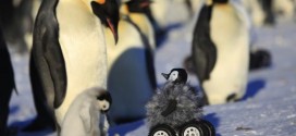 Penguin robot helps scientists get close and personal