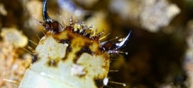 Peruvian Glow Worm : Photos offer glimpse of bright green glow worm in the Amazon (Video)