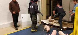 Piglets Rescued After Indiana Highway Crash (Video)