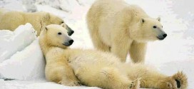 Researchers Report Steep Decline in Number of Polar Bears