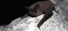 Researchers discover bats 'jam' each other's sonar when competing for food