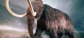 Scientists debate science, ethics of cloning wooly mammoth