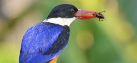 All birds lost their teeth 116 million years ago, New Study