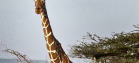 Giraffes faces extinction after population drops 40 percent, Report