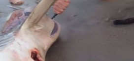 Man Delivers Shark Pups In South Africa - Video : Beachgoers save pregnant dead shark's pups and lead them to their first swim