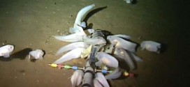 World's Deepest Fish - Video : Aberdeen University sets record for deepest fish