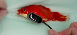 Constipated Goldfish : Pet Owner Saves Goldfish, Spends $500 On Operations