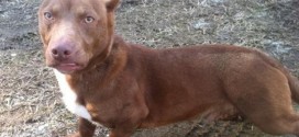 Pit Bull Dachshund mix up for adoption in Georgia (Video)