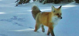 Sierra Nevada Red Fox Spotted in Yosemite Park (Photo)