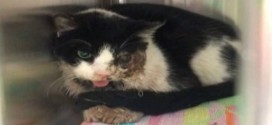 Zombie Cat : Five days after burial, Tampa cat crawls back from grave (Video)