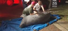 19 manatees freed after being stuck in drain (Video)