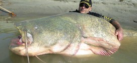 280 Pound Catfish : Man catches giant cannibal catfish (Video - Photo)