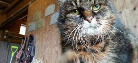 At 29, cat may be world's oldest (Photo)