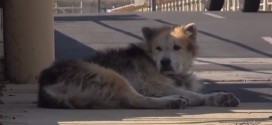 Dog Rescue : Mufasa the dog's second chance goes viral (Video)