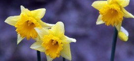 Don't Eat Daffodils: Shops warned over daffodil food confusion