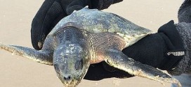 Endangered turtle washes up on beach near Abbotsham (Photo)