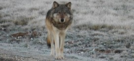 Grand Canyon wolf was shot and killed in December, officials say