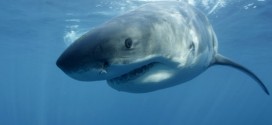 Great white shark lurking near Washington State's Ocean Shores