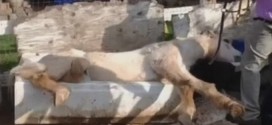 Horse stuck in bathtub freed by rescuers (Video)