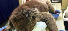 Jeremy The Koala released back into the wild (Video)