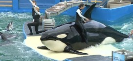 Lolita The Captive Orca To Get Endangered Protections