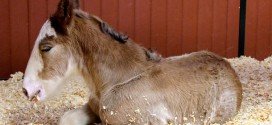 New Budweiser Baby Clydesdale born during Super Bowl