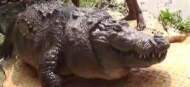 Obese 100-year-old crocodile dies after gorging on chickens thrown to him by worshippers (Video)