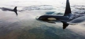 Orcas display rare 'rubbing' behaviour near Campbell River (Video)