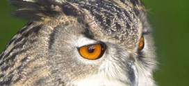 Owl Causing Terror in Dutch Town: Residents in Purmerend Threatened By Owl Attacks