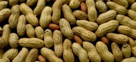 Peanut allergy can be reduced by eating peanuts, study shows