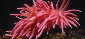 Pink Sea Slugs : Warming Ocean Is Pretty Great, If You're a Sea Slug