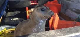 RCMP rescue baby seal waddling along NS highway