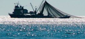 Scientists propose high seas fishing moratorium