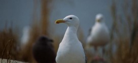 Seagull numbers in Strait of Georgia down by half, says UBC study