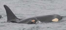 US researchers spot third baby killer whale born in recent months to endangered pods off West Coast