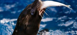 Young sea lion found on Skyline Boulevard in San Francisco