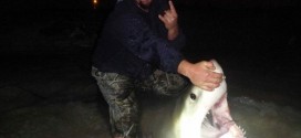 10 Foot Shark Caught off Panama City Beach (Photo)