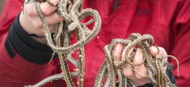 500 garter snakes returned to Boundary Bay after rock-dike repairs, Report