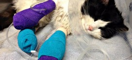 Donors Rally to Save Cat Found Bound in Tape (Video)