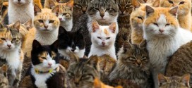 Feral cats rule over Japanese island (Video)