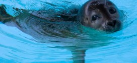 Halifax police help slippery seal back into the water