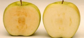 Health Canada approves non-browning Arctic apples, Report