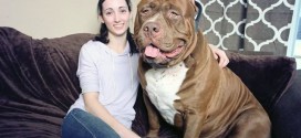 Hulk Pit Bull : World's largest pit bull might also be the world's sweetest (Video)