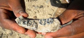 Jawbone found : 2.8 Million-Year Ethiopian Fossil Redraws Human Evolution