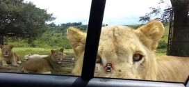 Lion Opens Car Door Terrifying Family! (Viral video)