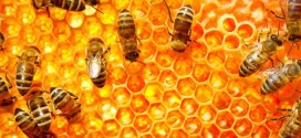 New KPU beekeeping program creates a buzz, Report
