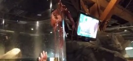 Seattle Aquarium : Octopus tries to escape tank, scares the crap out of some kids (Video)