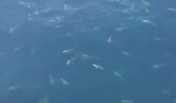 Sharks in Feeding Frenzy off Louisiana coast (Video) - Canada Journal ...